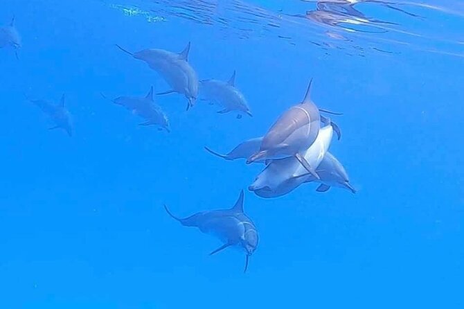 Private Speedboat To Dolphin House With Parasailing - Hurghada - Snorkeling at Dolphin House