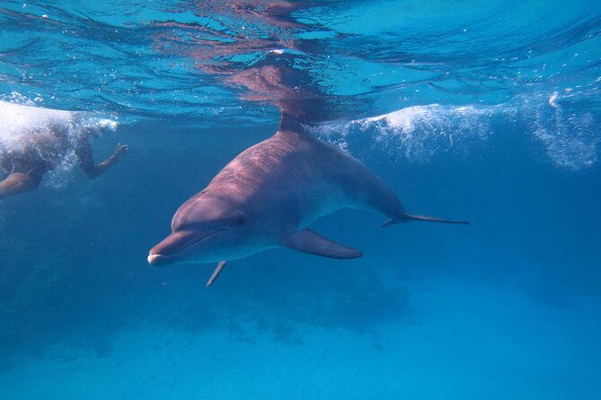 Private Speedboat To Dolphin House With Parasailing - Hurghada - Practical details before you book
