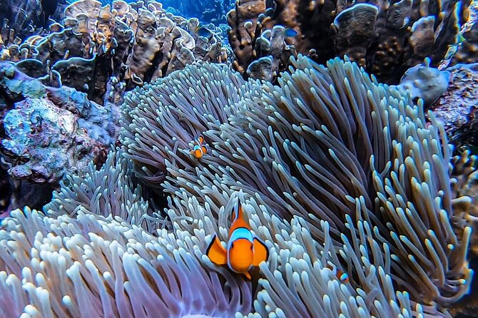 Private Speedboat Tour to Phi Phi Islands From Krabi - Snorkeling around Phi Phi Leh