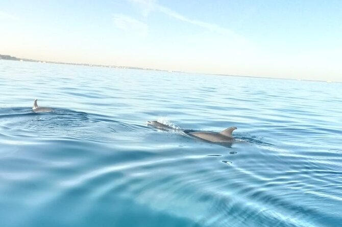 PRIVATE TOUR ! 4-Hours Swiming with dolphins, snorkeling, island by speed boat - A private speedboat changes the feel of a Hurghada sea trip