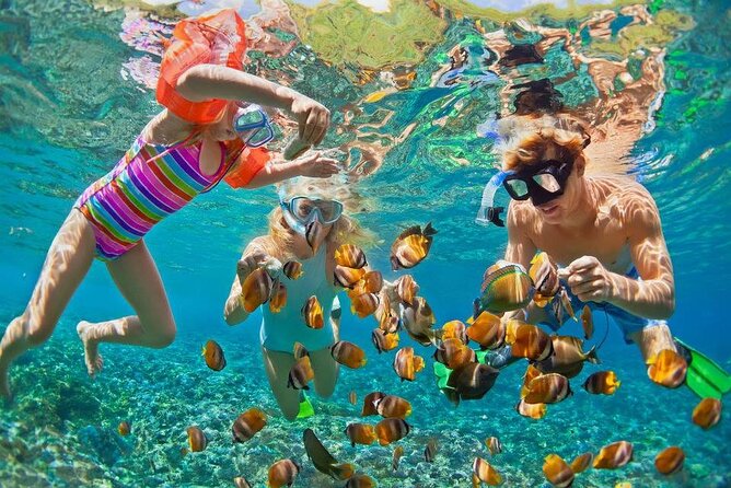 PRIVATE TOUR ! 4-Hours Swiming with dolphins, snorkeling, island by speed boat - What is included, and what needs checking
