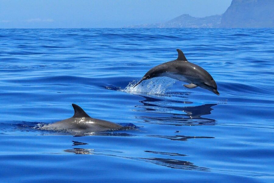 Puerto Colon: Dolphin and Whale Watching Speedboat Cruise - Sandwiches, Drinks, and the Return Coast