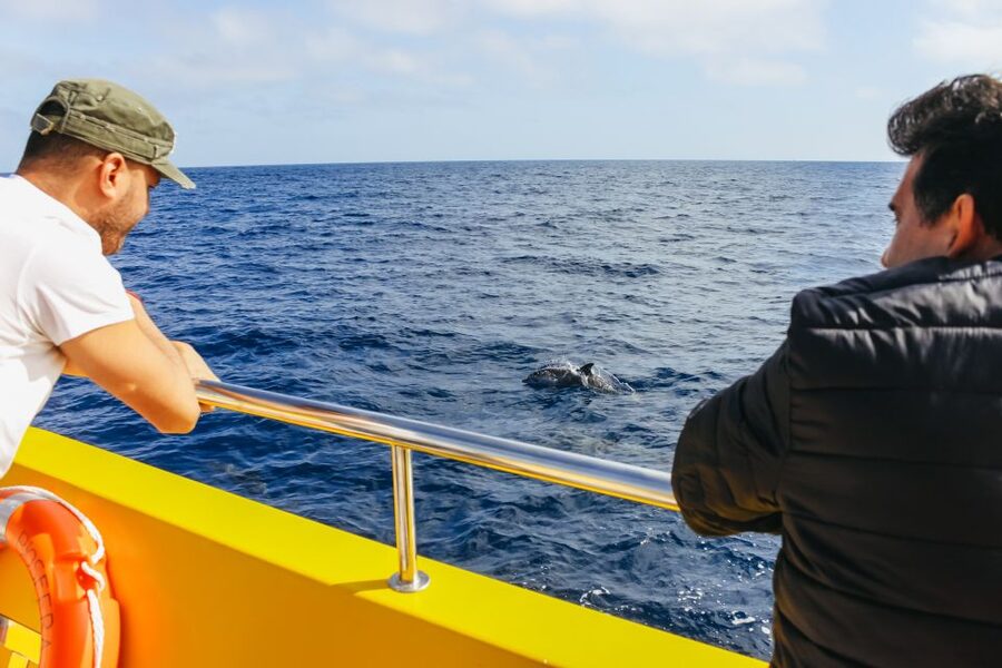 Puerto del Carmen: Dolphin-Watching Speedboat Tour with Swim - Should you book the Puerto del Carmen dolphin tour?