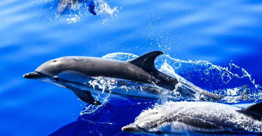 Puerto del Carmen: Dolphin-Watching Speedboat Tour with Swim - Searching the Atlantic for dolphins and whales