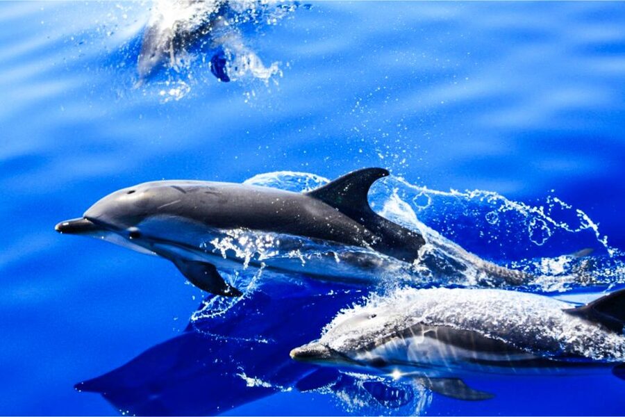 Puerto del Carmen: Dolphin-Watching Speedboat Tour with Swim - The swim from the back of the boat