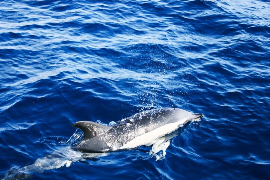 Puerto del Carmen: Dolphin-Watching Speedboat Tour with Swim - Is $41 good value?