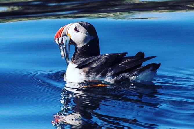 Puffin Express by RIB Speedboat from Reykjavík - A RIB ride with comfort in mind