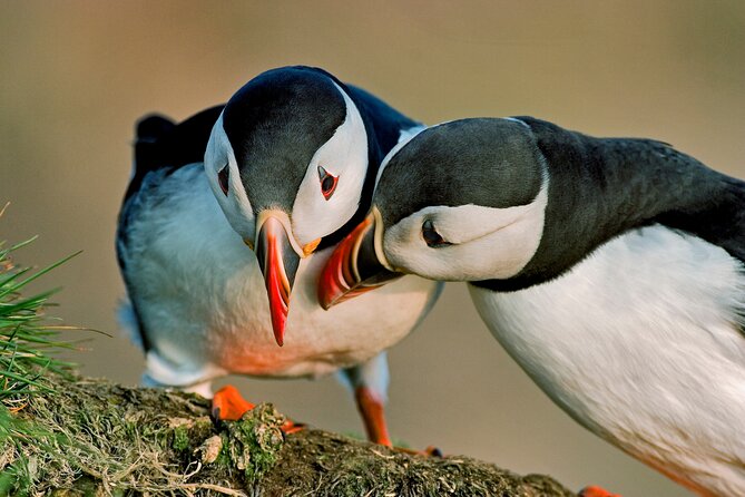 Puffin Express by RIB Speedboat from Reykjavík - More than puffins: the bird life around the islands