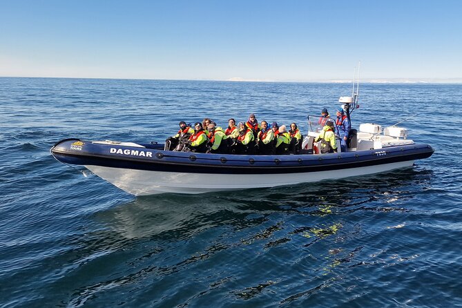Puffin Express by RIB Speedboat from Reykjavík - What the one-hour schedule really gives you