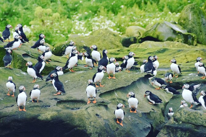 Puffin Express by RIB Speedboat from Reykjavík - Who will enjoy this outing most?
