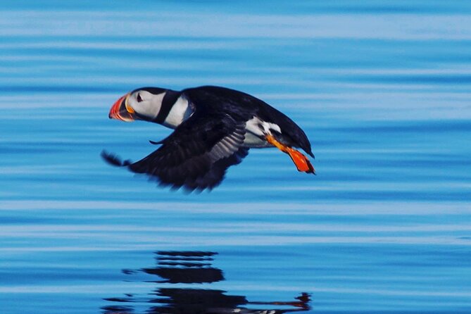 Puffin Express by RIB Speedboat from Reykjavík - Meeting the boat at Ægisgarður 5F