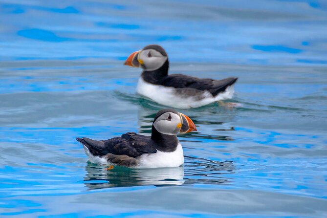 Puffin Watching Speedboat Express - Leaving from Ægisgarður 5F