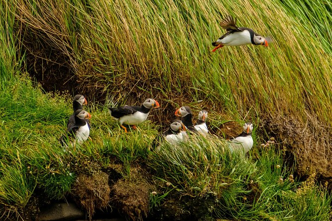 Puffin Watching Speedboat Express - Reaching the islands near Reykjavik