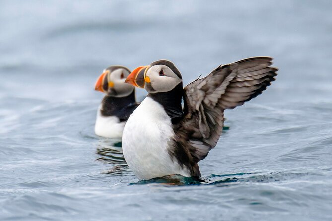Puffin Watching Speedboat Express - Videy Island and the waterfront views