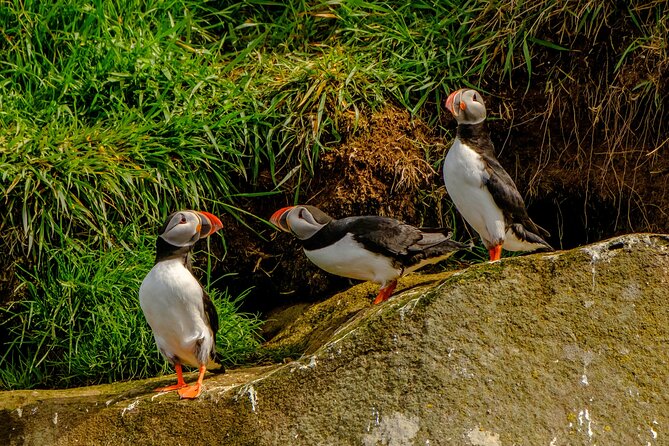 Puffin Watching Speedboat Express - What the one-hour schedule really means