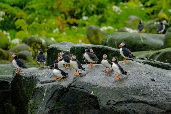 Puffin Watching Speedboat Express - A fast ride past Harpa and the Sun Voyager