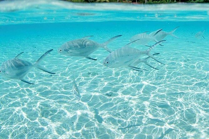 Punta Cana Speed Boat Tour and Snorkeling - The important SNUBA question
