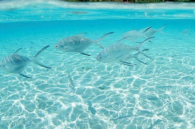 Punta Cana Speed Boat Tour and Snorkeling - What the $225 price means