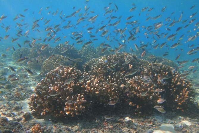 Punta Cana Speed Boat Tour and Snorkeling - The speedboat ride along Punta Cana’s coast