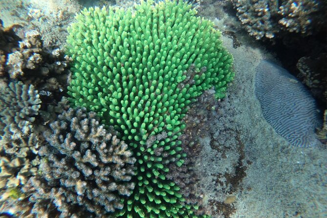 REAL snorkel &island hopping by SPEEDBOAT-EXPLORE CUISINES(MAX12) - How the timing and group size affect the day