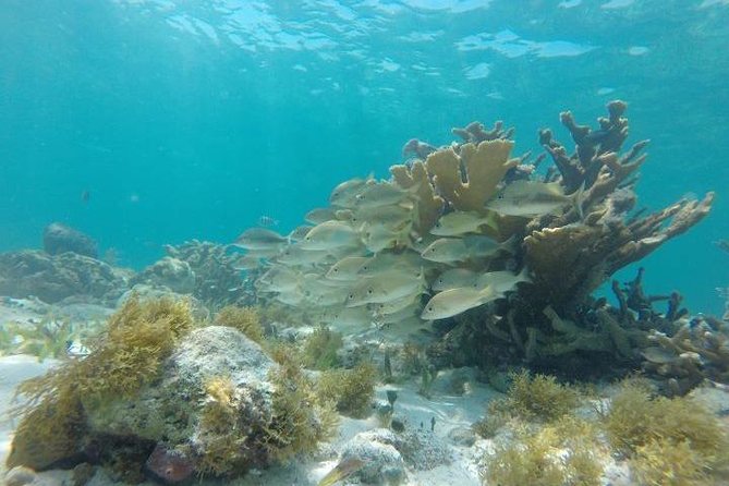 Reef Snorkeling & Jungle Speedboat Adventure with Mayan Ceremony - What the strongest days have in common
