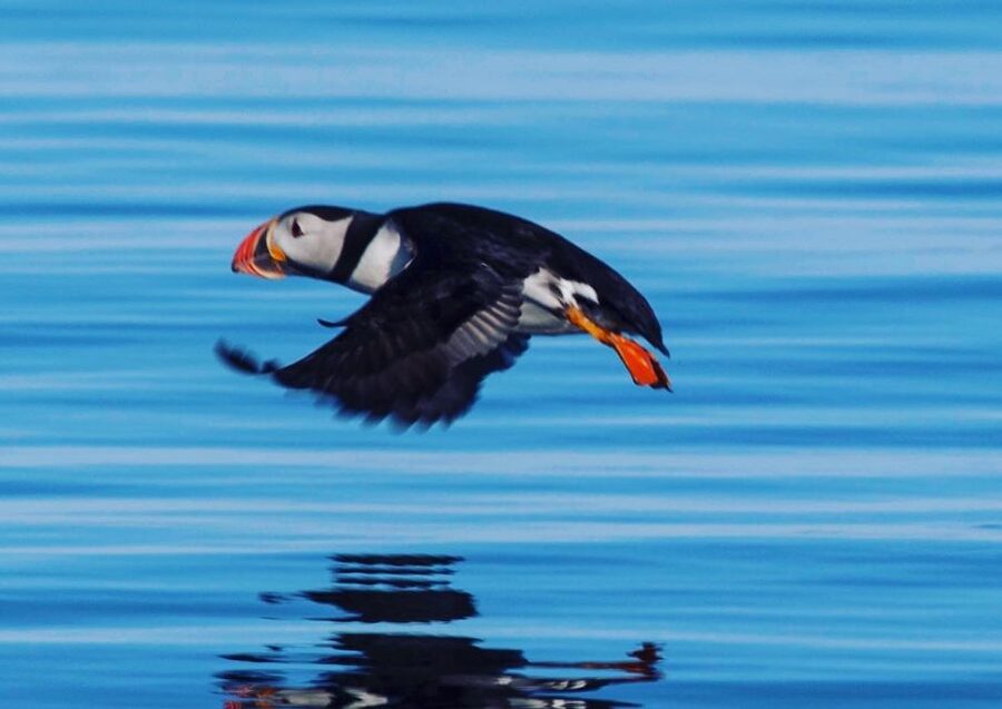 Reykjavik: Puffin Watching Tour by RIB Speedboat - From Reykjavik’s Old Harbor to the puffin islands