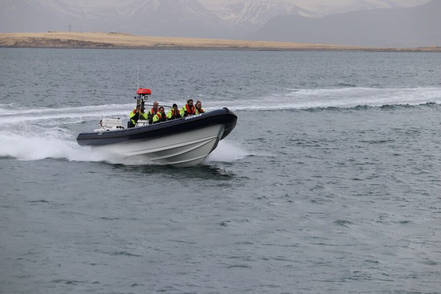 Reykjavik: Puffin Watching Tour by RIB Speedboat - More than puffins: the other birds around Reykjavik Bay
