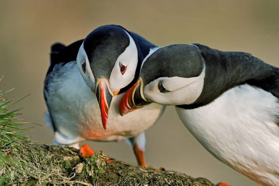 Reykjavik: Puffin Watching Tour by RIB Speedboat - What the one-hour schedule means for your day