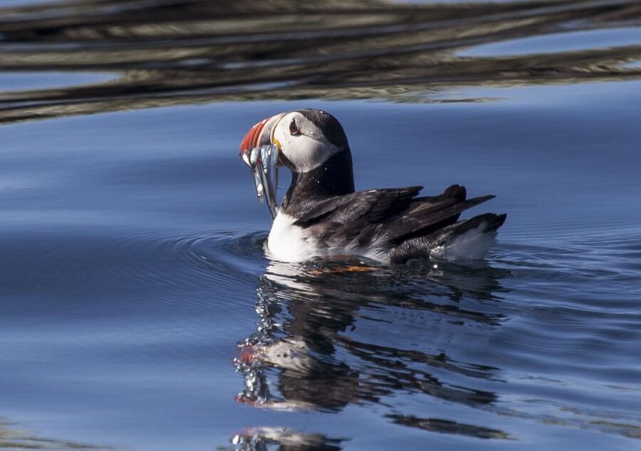 Reykjavik: Puffin Watching Tour by RIB Speedboat - Lundey and Akurey, two small bird islands