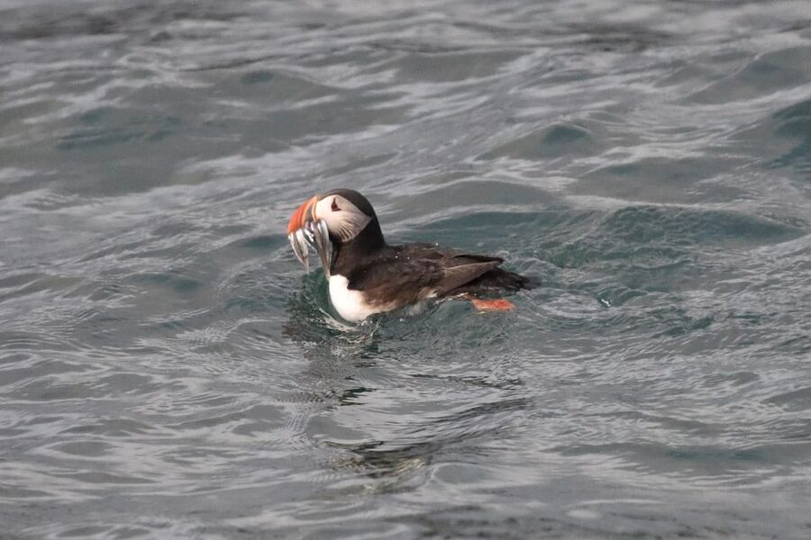 Reykjavík: RIB Speed-Boat Puffin Watching Tour - Key points to know before you book