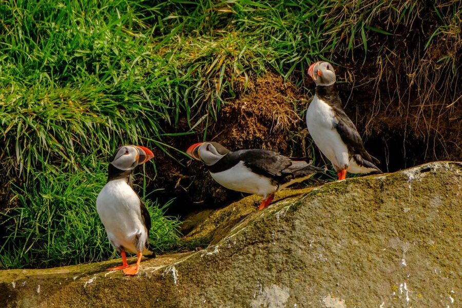 Reykjavík: RIB Speed-Boat Puffin Watching Tour - Practical details that can make the trip smoother
