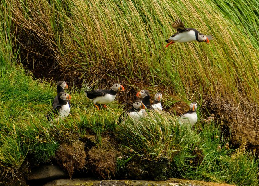 Reykjavík: RIB Speed-Boat Puffin Watching Tour - Arriving at the Reykjavík harbor hut