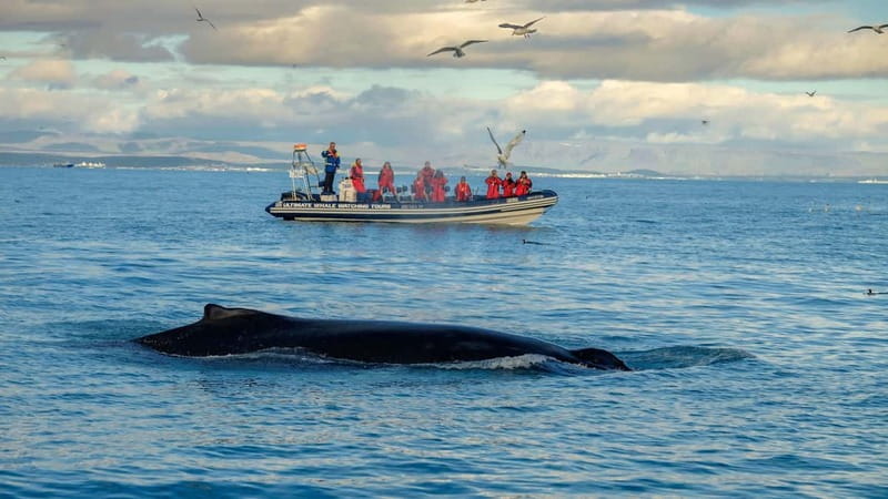 Reykjavik: Whale and Puffin Watching RIB Boat Tour - Key points to know before booking