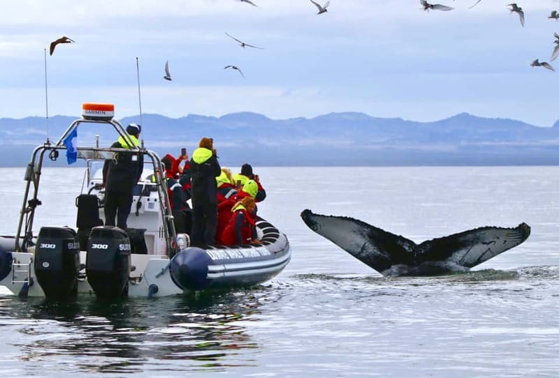 Reykjavik: Whale and Puffin Watching RIB Boat Tour - Leaving Reykjavík’s Old Harbour