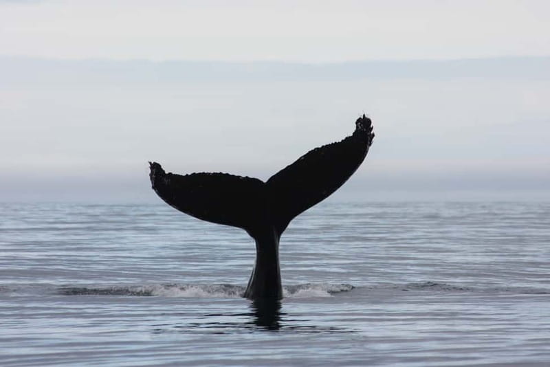 Reykjavik: Whale and Puffin Watching RIB Boat Tour - Puffin islands and the first wildlife search