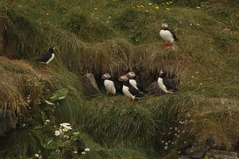 Reykjavik: Whale and Puffin Watching RIB Boat Tour - Why the small RIB feels different