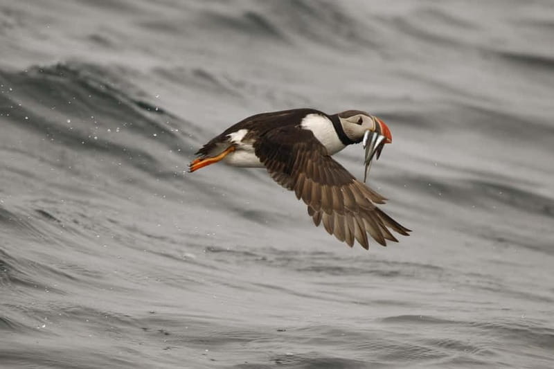 Reykjavik: Whale and Puffin Watching RIB Boat Tour - The guide, captain, and shared photographs
