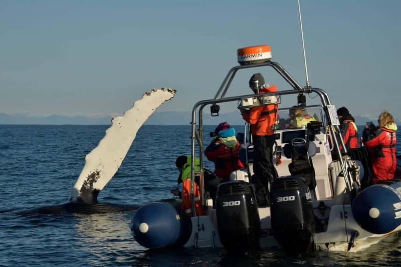 Reykjavik: Whale and Puffin Watching RIB Boat Tour - Is $200 a fair price for two hours?