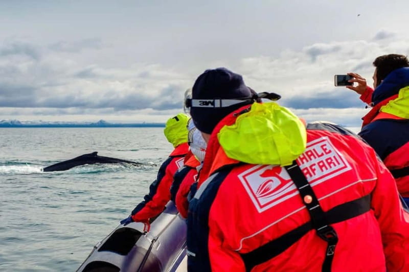 Reykjavik: Whale and Puffin Watching RIB Boat Tour - The protective clothing is part of the experience