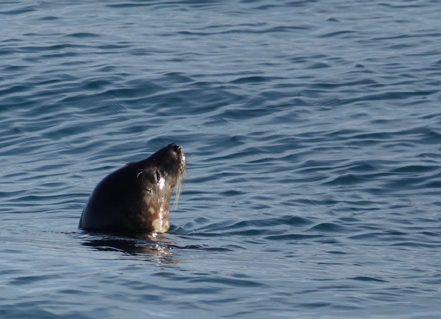Reykjavik: Whale Watching by RIB Speedboat - Is 200 dollars a fair price?