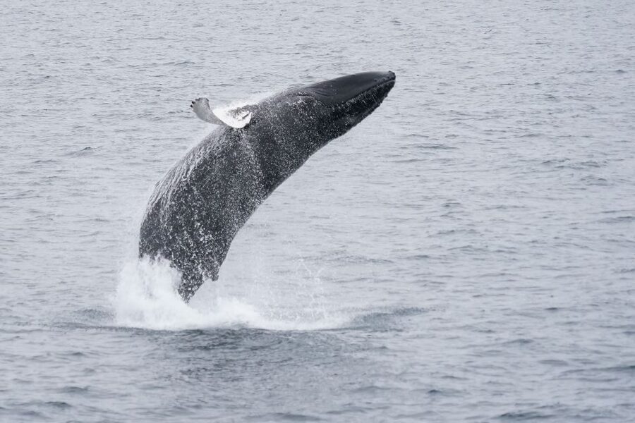 Reykjavik: Whale Watching by RIB Speedboat - Who should book this trip?