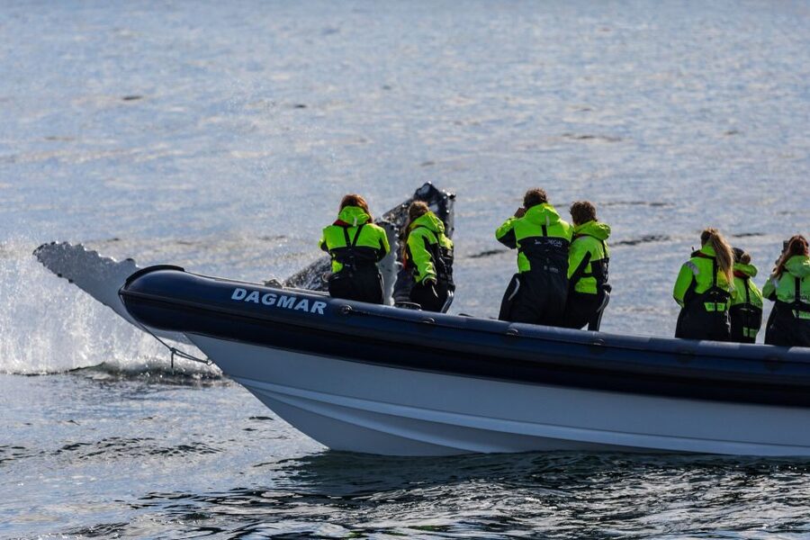 Reykjavik: Whale Watching Tour by RIB Boat - Why the RIB changes the whale-watching experience