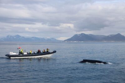 Whale Watching Tour by RIB Boat