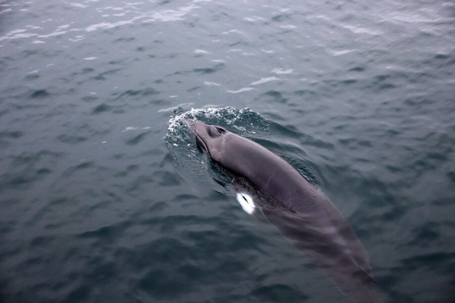 Reykjavik: Whale Watching Tour by RIB Boat - Akurey and the summer puffins