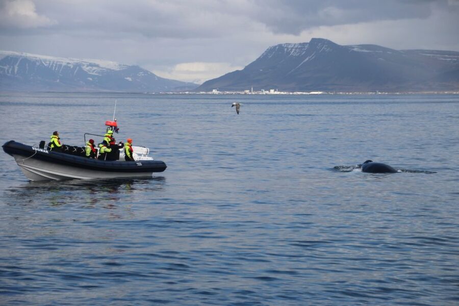 Reykjavik: Whale Watching Tour by RIB Boat - The guide and captain shape the day