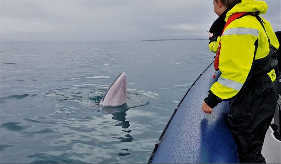 Reykjavik: Whale Watching Tour by RIB Boat - Using the museum after the boat trip