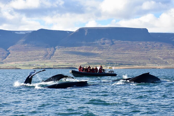 RIB boat express: Whales, Eyjafjord and Akureyri - Racing Out of Akureyri Into Eyjafjord