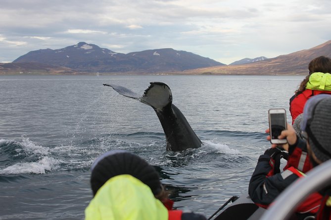 RIB boat express: Whales, Eyjafjord and Akureyri - What the Two-Hour Route Feels Like