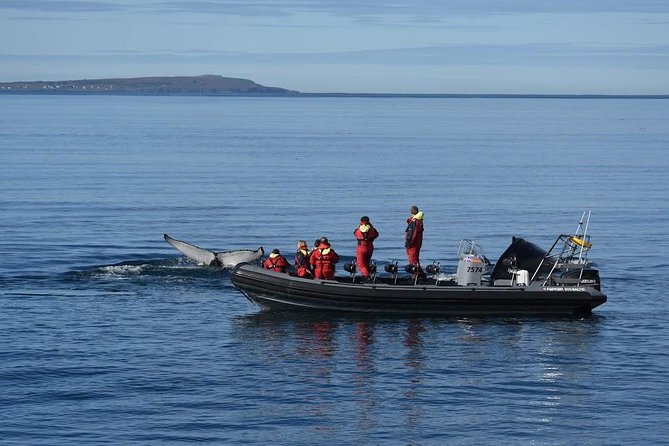 RIB boat express: Whales, Eyjafjord and Akureyri - A Whale Guarantee With a Sensible Safety Net