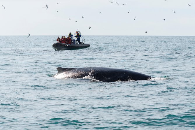 RIB boat express: Whales, Eyjafjord and Akureyri - Planning Around Weather and Physical Comfort